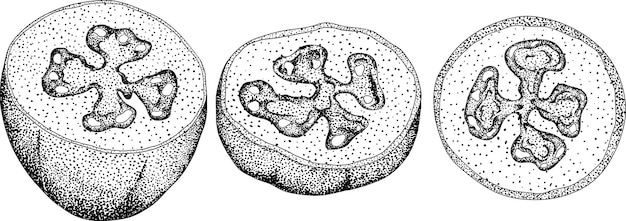 Vecteur feijoa sellowiana ananas goyave goyavasteen gravure illustration vectorielle dessinée à la main