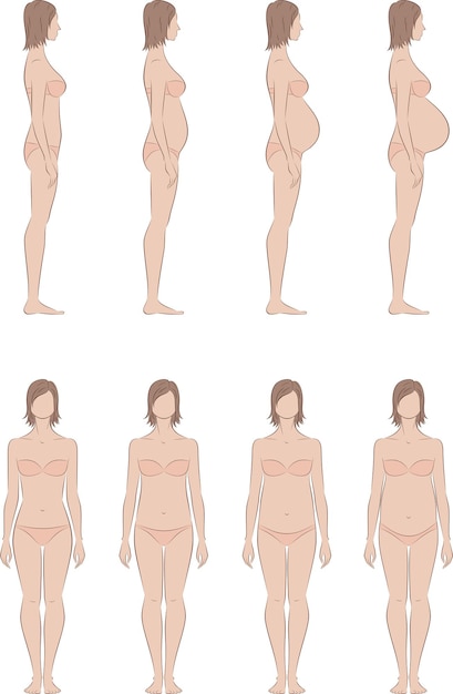 Une femme enceinte debout Stades de grossesse de 1 à 4 trimestres Illustration vectorielle de face avant