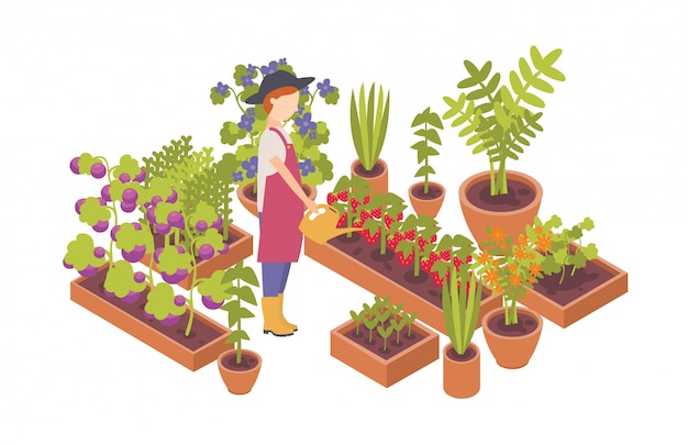 Femme portant un chapeau et tenant un arrosoir et des plantes poussant dans des lits de jardin isolés sur fond blanc.