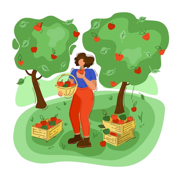Vecteur une femme récolte des pommes. style plat. l'agriculture, l'agriculture sur un fond isolé.