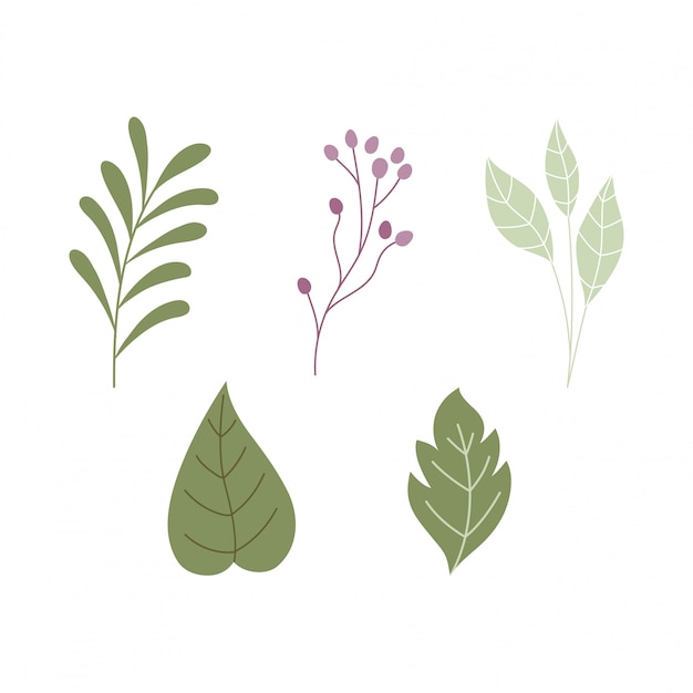 Feuillage feuilles branche herbes botaniques nature icônes
