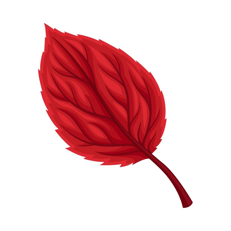 Vecteur feuille d'automne brillante avec des fibres isolées sur fond blanc objet illustré vectoriel concept de feuillage doré en chute