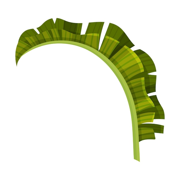 Vecteur feuille de banane courbe vert vif avec illustration vectorielle des veines croisées