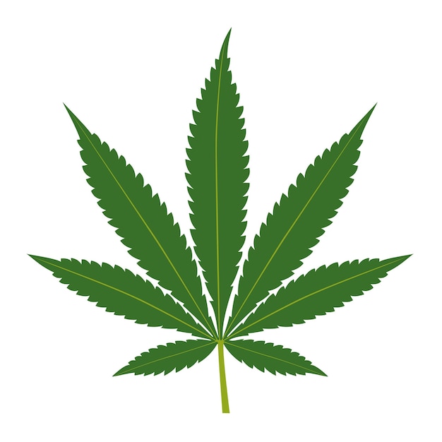 Vecteur feuille de cannabis isolé sur fond blanc. silhouette de marijuana. illustration vectorielle.