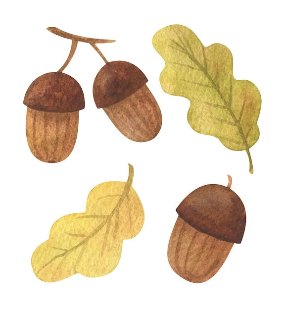 Vecteur feuille de chêne d'automne et glands ensemble de clipart aquarelle feuillage tombé illustration de feuilles de chêne à feuilles caduques élément décoratif saisonnier des plantes