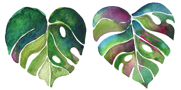 Feuille De Monstera à L'aquarelle. Illustration Vectorielle Lumineuse