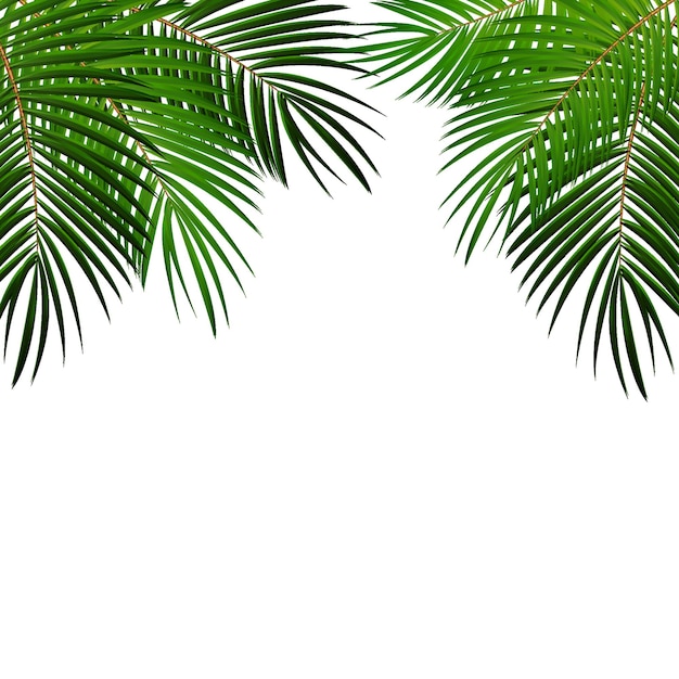 Vecteur feuille de palmier sur fond blanc avec place pour votre texte vector illustration eps10