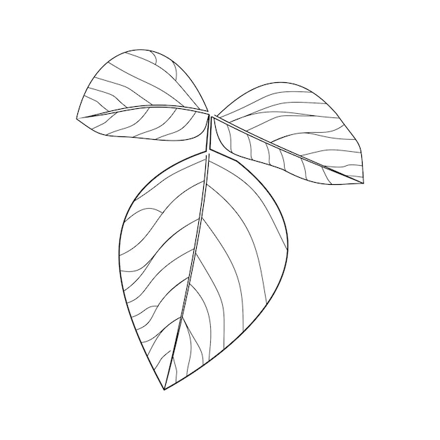 Feuille De Squelette Sur Fond Blanc, Isolat De Contour De Feuille, Vecteur De Feuille D'arbre, Illustration De Feuille Noire