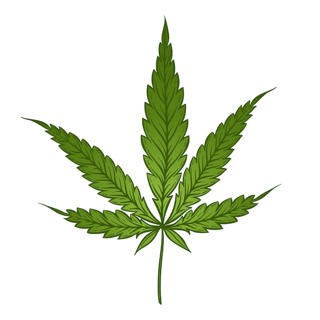 Feuille verte de marijuana médicale isolée sur fond blanc Illustration vectorielle de cannabis