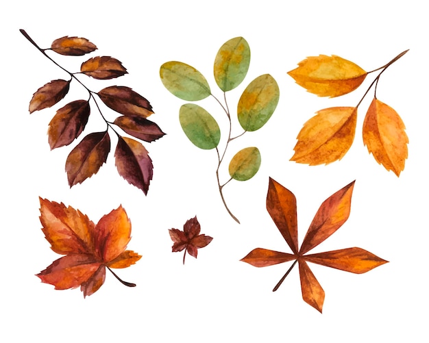 Vecteur des feuilles d'aquarelle d'automne chaudes et confortables définissent des cliparts isolés sur fond blanc.