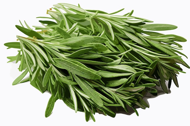 Vecteur des feuilles d'aragon artemisia dracunculus isolées sur un fond blanc