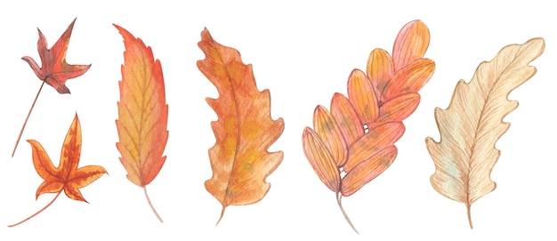 Feuilles D'automne à L'aquarelle. Ensemble D'éléments Picturaux Isolés.