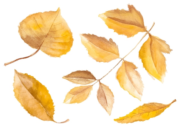 Feuilles d'automne aquarelle isolés sur blanc