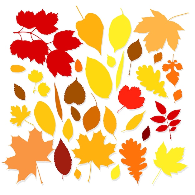 Feuilles d'automne colorées sur fond blanc Illustration vectorielle