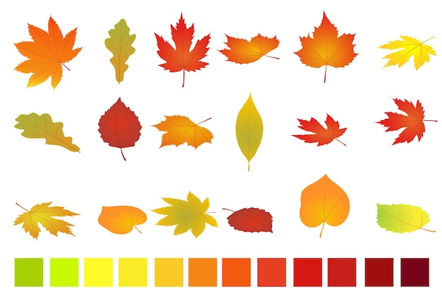 Vecteur feuilles d'automne colorées isolées sur fond blanc. illustration vectorielle plate et isométrique. les feuilles d'automne définissent un style plat de dessin animé simple.