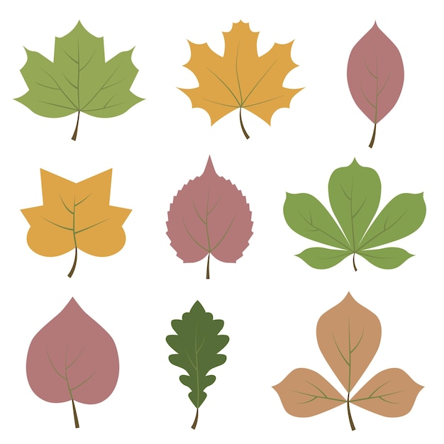 Feuilles d'automne Ensemble de feuilles d' automne colorées Élément de conception d'automme Illustration vectorielle