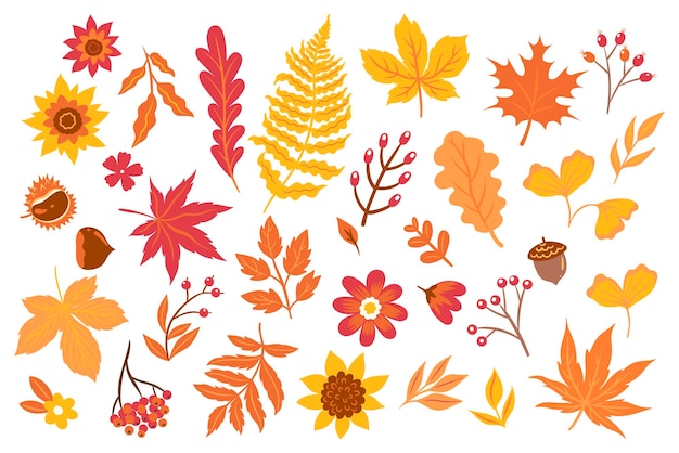 Feuilles d'automne fleurs baies isolés sur fond blanc Graphiques vectoriels