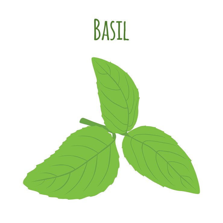 Feuilles de basilic vert