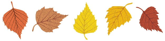 Feuilles de bouleau d'automne sur fond blanc