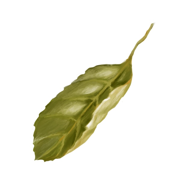 Vecteur feuilles sur une branche. feuilles vertes. illustration numérique.