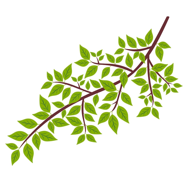 Vecteur feuilles de branche sur fond blanc