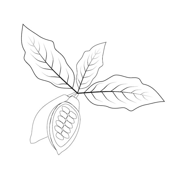 Feuilles De Cacaoyer, Isolat De Vecteur De Fruits De Cacao, Contour De Fruits De Cacao Avec Des Feuilles Sur Fond Blanc