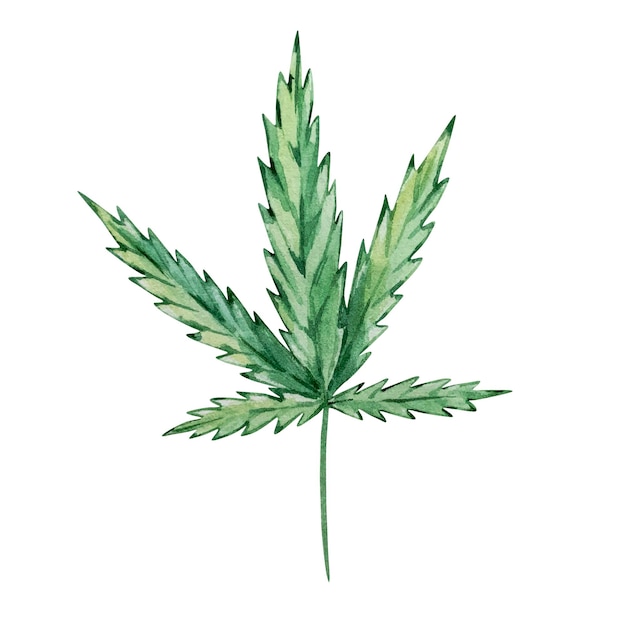 Feuilles de cannabis vert aquarelle