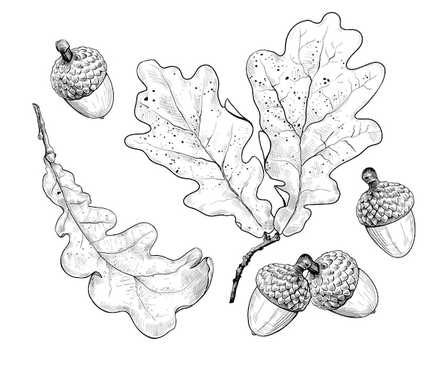 Vecteur feuilles de chêne sèches et glands dessin réaliste à l'encre collection d'automne illustration vectorielle