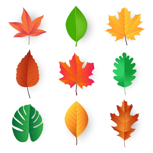 Feuilles colorées