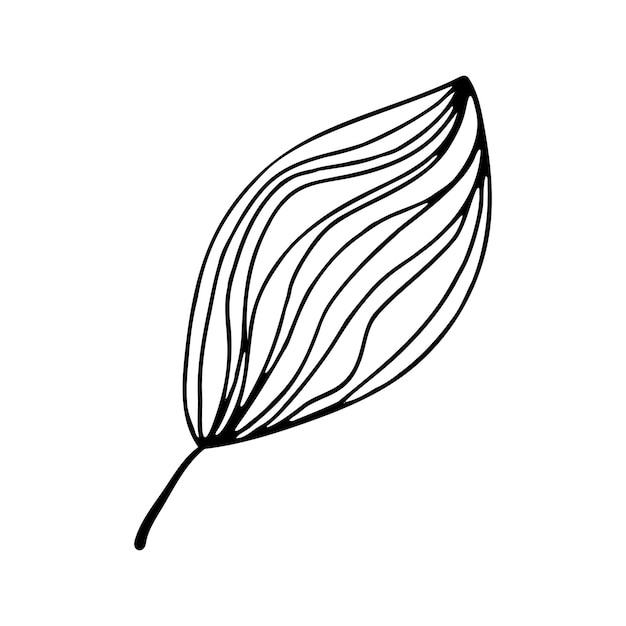 Feuilles dans le style doodle Illustration vectorielle Dessin au trait dessiné à la main laisse sur fond blanc