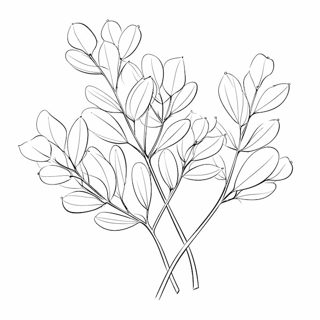 Les feuilles d'éculaptus