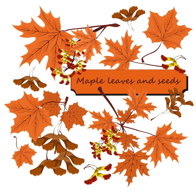 Vecteur feuilles d'érable et graines clipart isolé sur fond blanc