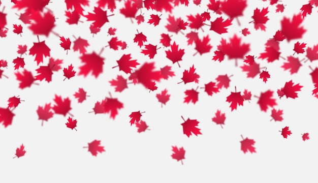 Feuilles D'érable Rouge Tombant Fond. Fête Du Canada, Concept De Célébration Du 1er Juillet. Feuillage D'automne Volant.