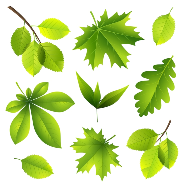 Vecteur feuilles d'été