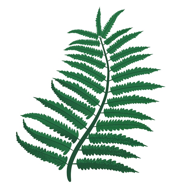 Vecteur feuilles de fougère verte. illustration vectorielle, isolée sur fond blanc
