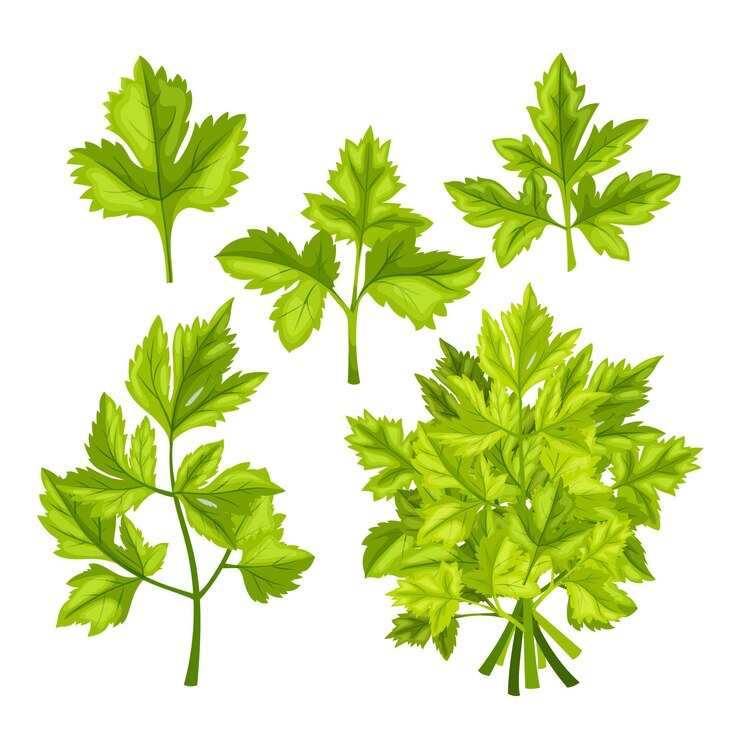 Vecteur feuilles fraîches de persil ensemble illustration vectorielle de dessin animé