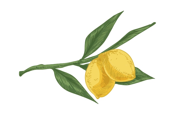 Vecteur feuilles et fruits aigres jaunes sur une branche de citronnier. agrumes mûrs frais sur brindille. illustration vectorielle réaliste dessinée à la main d'une plante en croissance exotique isolée sur fond blanc.