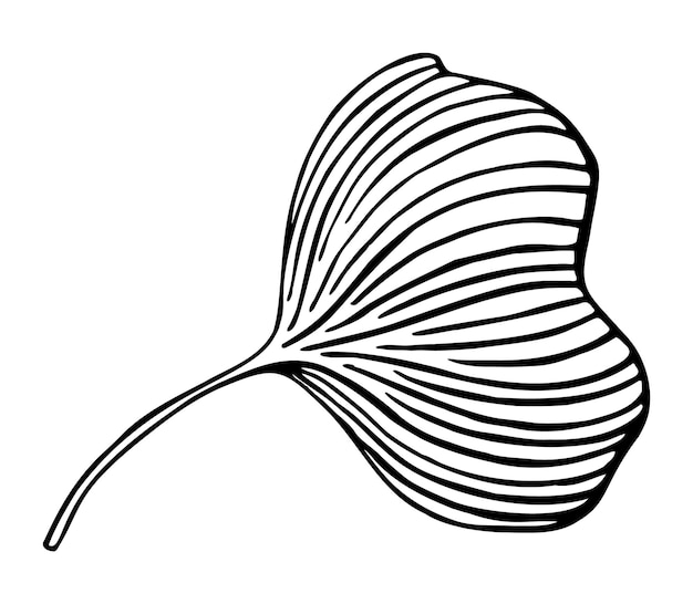 Feuilles de Ginkgo biloba feuilles croquis Images croquis isolé sur blanc
