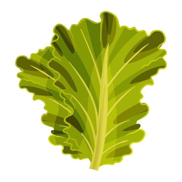 Vecteur les feuilles de laitue verte fraîche alimentent une alimentation saine illustration vectorielle sur fond blanc