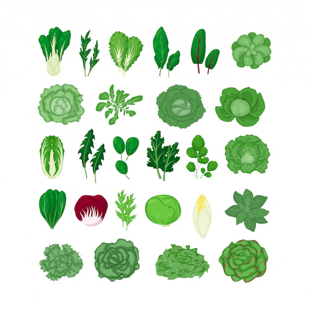 Vecteur feuilles de légumes salade verte set illustration isolé sur blanc dans un style plat de dessin animé. feuille de laitue naturelle.