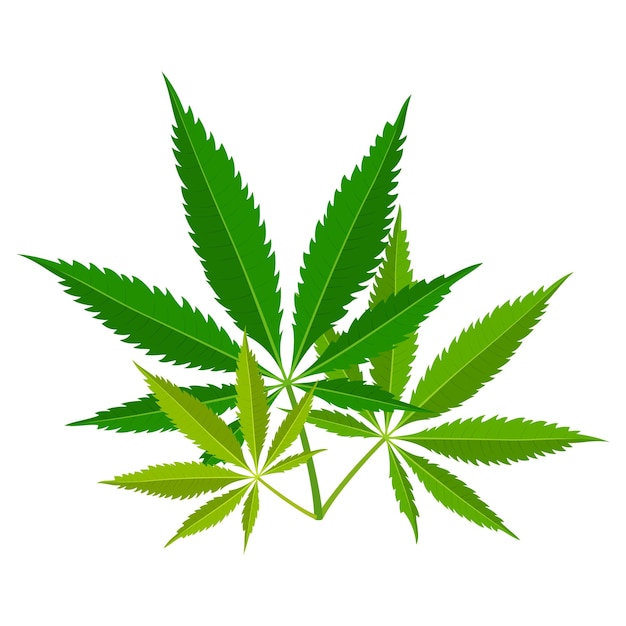 Vecteur feuilles de marijuana verte plante de cannabis médical indica sativa à base de plantes chanvre naturel dépendance à la fumée de mauvaises herbes narcotique illégal illustration vectorielle