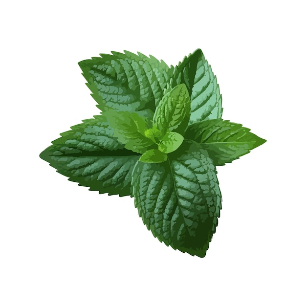 Feuilles De Menthe Fraîches Isolées Sur Fond Blanc