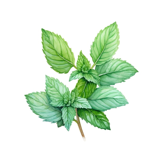 Feuilles de menthe isolés sur fond blanc