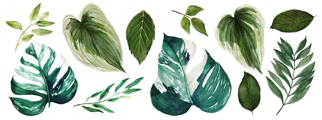 Feuilles de Monstera, collection de verdure lumineuse aquarelle, dessinés à la main