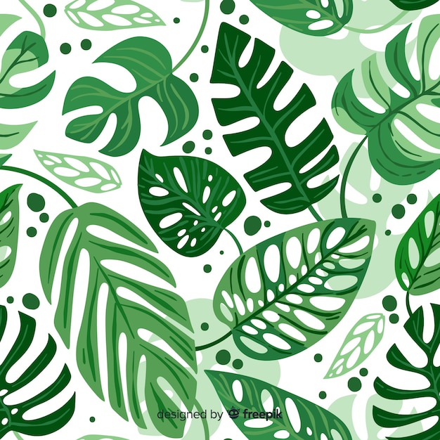 Vecteur feuilles de monstera