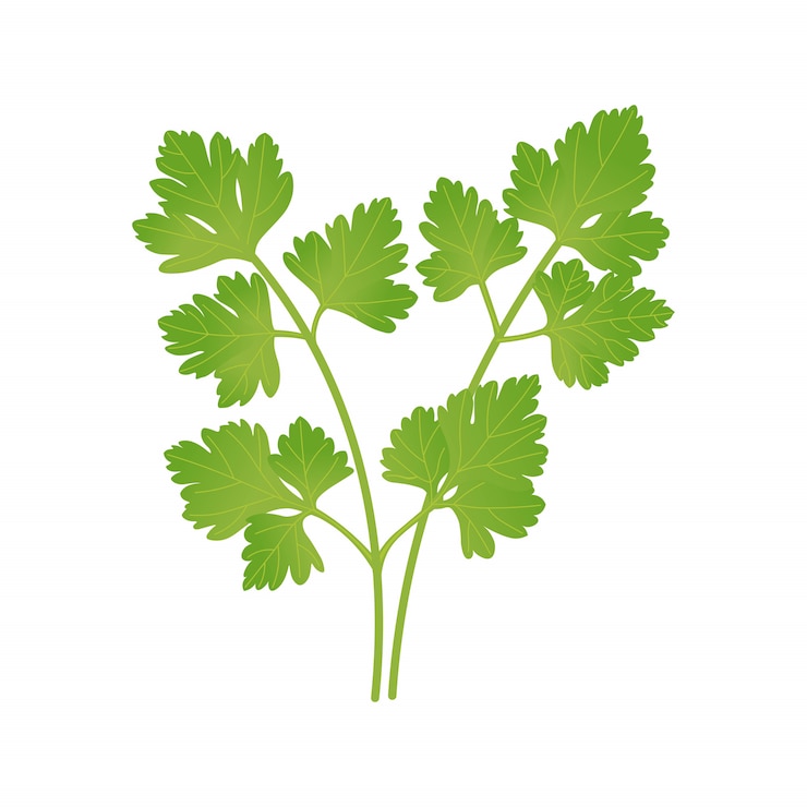 Vecteur feuilles de persil vert