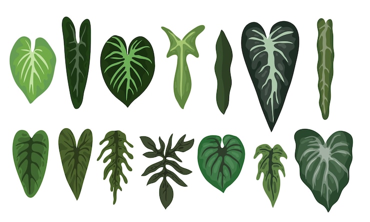 Vecteur feuilles plantes illustration vectorielle conception