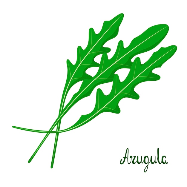 Feuilles de roquette sur fond blanc Herbes