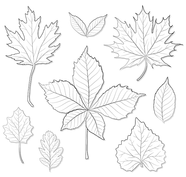 Feuilles Silhouette Vector Set Pour Cahier De Coloriage