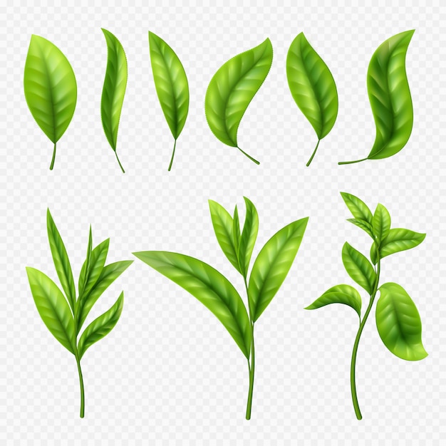 feuilles de thé réalistes sur fond transparent